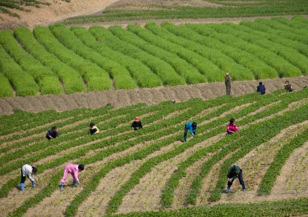 Các em nhỏ ở  đất nước Triều Tiên thường hay cùng cha mẹ làm việc ở đồng ruộng, điều bị phương Tây cáo buộc là bóc lột sức lao động trẻ em. Ảnh The Richest